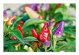 2 Töpfe Bolivian Rainbow Chili'Für Feinschmecker und Chilifans' Chili Chilipflanze