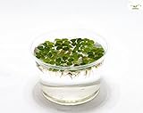 Hübsche Schwimmpflanze für Teich und Aquarium - Büschelfarn Nano - Salvia natans - Garnelio Portion