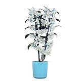 Orchidee von BAMBOO ORCHID – Bambus Orchidee in blauem Übertopf als Set – Höhe: 50 cm, 2 Triebe, weiß-blaue Blüten – Dendrobium Make Upz Blue