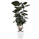 Zimmerpflanze – Fiederaralie in weißem Übertopf als Set – Höhe: 95 cm