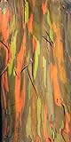 Regenbogenbaum - Eucalyptus deglupta (Bonsai geeignet)- 50+++ Samen -