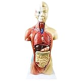 KTYX Medizinisches Modell,Anatomisches Modell Torso, Menschliche Anatomie Organstruktur Körpermodell 19 Teile 28CM Torso Skelett Viszeral,Flesh