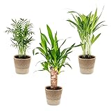 3x Tropical Palms Mix Inkl. Jutekorb - Pflegeleicht - ⌀12 cm - 20-45 cm