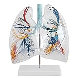 HSer Transparentes menschliches Lungenmodell, medizinisches anatomisches Modell Bronchialbaum Lungenanatomie, Atemsystem Lehrmodell