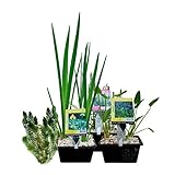 VDVELDE Wasserpflanzen-Paket für Mini-Teich - 15er Set Wasserpflanzen, winterhart - Für 0,5-1 m³ Wasser - Inklusive Pflanzkorb-Sets - VDVELDE WASSERPFLANZEN