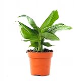 CocaFlora, Musa Acuminata, Zwerg-Cavendish-Bananenpflanze, echte Pflanze, Haus- und Gartendekoration, einfach zu züchten, ~30 cm