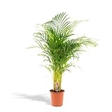 XXL Areca Palme - Goldfruchtpalme, Dypsis Lutescens - 140cm hoch, ø24cm - Große Zimmerpflanze - Tropische Palme - Luftreinigend - Frisch aus der Gärtnerei
