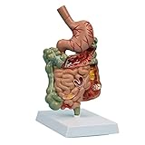 Organe Modell Organmodell Menschlicher Magen Anatomiemodell Verdauungssystem Anatomiemodell Groß- und Dünndarm Medizinisches Modell Forschungsmodell