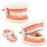 Zahnmodell 2Pcs Kinder Gebiss Modell Zahnpflege Modell Demonstration Tool Zähne Modell Standard