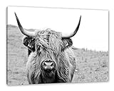 Highlandrind frontal in Schwarz-Weiss als Leinwandbild/Größe: 100x70 cm/Wandbild/Kunstdruck/fertig bespannt