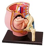 XHLLX Montage der Schwangerschaft Anatomische Modelle menschliche Orgel Anatomische Modelle für Studienanzeige Lehre Medizin
