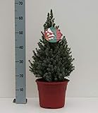 Picea glauca Blue Wonder® - Weihnachts-Zuckerhut - die Blaue Zuckerhutfichte Preis nach Stückzahl 2 Stück