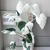 20 pcs monstera samen, seltene samen echte pflanzen (Monstera deliciosa) luftreinigende zimmerpflanzen, hochbeet samen gartenpflanzen, stauden winterhart outdoor pflanzen, ex