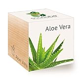 Feel Green 296244 Ecocube Aloe Vera, Nachhaltige Geschenkidee (100% Eco Friendly), Grow Your Own/Anzuchtset, Pflanzen Im Holzwürfel, Made in Austria