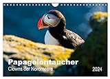 PAPAGEIENTAUCHER - Clowns der Nordmeere (Wandkalender 2024 DIN A4 quer), CALVENDO Monatskalender
