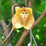 Affe-Gesichts-Orchideen-Blume, 20Pcs / Tasche Orchid Seeds Seltene spezielle Formportable Vivifying Blumensamen für Balkon