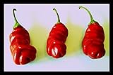 Penis Chili Rot 10 Samen (Peter-Pepper) 'Der Blickfang im Garten' Eignet sich hervoragend als Geschenk