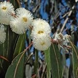 Eucalyptus globulus Tasmanian Blue Gum Seeds Evergreen Weiße Blumen Aromatic (20 Samen 1. Klasse mit Tracking)