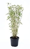 Bambus Fargesia Jumbo winterhart, hortsig und schnell-wachsend, ideal als Sichtschutz, keine Wurzelausläufer (40/60 cm hoch)