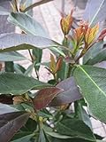 Duftender Schneeball Coppertop (R) - Viburnum odoratissimum Coppertop (R) - immergrüner Blütenzierstrauch
