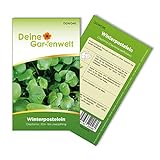 Winterpostelein Winterportulak Samen - Claytonia perfoliata - Portulaksamen - Gemüsesamen - Saatgut für 250 Pflanzen