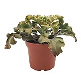 Fangblatt - Kalanchoe beharensis 'Maltese Cross' - exotische Sukkulente im Ø 12cm Topf - pflegeleichte Zimmerp