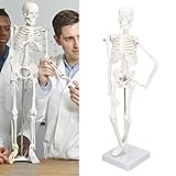 45 Cm Großes Mini-Skelettmodell aus PVC mit Knochenstruktur des Menschlichen Körpers mit Beweglichen Armen, Beinen und Ständer für Medizinstudenten, Chiropraktiker und