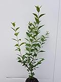25st. Liguster ovalifolium 40-70cm Ligustrum ovalifolium reine Pflanzhöhe Wurzelware Heckenpflanzen Ligusterhecke Garten