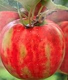 Neuheit! Malus Karneval Apfel Apfelbaum 120-150cm zweifarbig gestreift im Topf