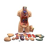 Anatomie Modell, Menschliches Torso-Körpermodell, 19-stück-abnehmbares menschliches Modell, 22-Zoll-Human-Torso-Körpermodell-Anatomie anatomische interne Organe für Unterrichtsressourcen für medizinis