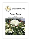Polar Bear Zinnie von Bobby-Seeds Portion