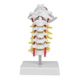 Spinalnerven Anatomisches Modell, Modell des menschlichen Körpers Modell der Halsschlagader Halsschlagader, für Science Classroom Study Display
