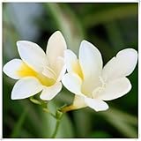 Freesien Zwiebeln, Freesien Plant Live, Hoher Zierwert Zwiebeln, Rhizome, Freesien Knollen, Freesien Pflanzen, Freesien MehrjäHrig, Töpfe und Balkon, Winterharte Frühblüher,-25Zwiebeln-C