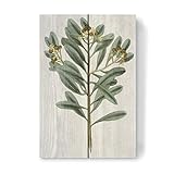 artboxONE Holzbild 30x20 cm Natur Zimtpflanze von Künstler Culture Images