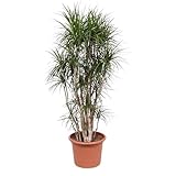 Dracaena Marginata Verzweigt - 210 cm - Ø50