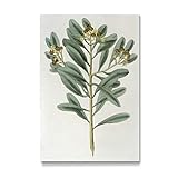 artboxONE Galerie-Print 90x60 cm Zimtpflanze hochwertiges Acrylglas auf Alu-Dibond Bild - Wandbild von Culture Images