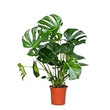 Bloomique - Monstera Deliciosa - Fensterblatt - Zimmerpflanzen - Pflegeleicht - Luftreinigend - Höhe 70-80 cm - Topf 21