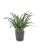 Nephrolepis | 30cm | Nestfarn | Duffii | mit Topf wählb