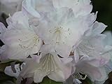 Wild Rhododendron/Alpenrose - Rhododendron metternichii