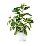 PASCH® Kamelie Zimmerpflanze künstlich (29cm) in weißem Keramiktopf: Kunstpflanzen wie echt | Künstliche Pflanzen im Topf | Fake Plant | Künstliche Zimmerpflanzen künstlich | Kunstblumen im Top