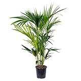 Kentia-Palme | Howea 'Forsteriana' pro Stück - Zimmerpflanzen im Topf ⌀18 cm - ↕100 cm