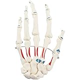 TKer Handgelenk Anatomisches Modell, Lebensgröße Handgelenks-Skelett-Modell Für Handgelenkstudien und medizinische Anatomie