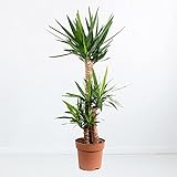 Yucca-Palme XL (Palmlilie, 3-stämmig, 120 cm)
