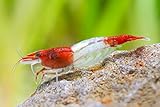 Garnelen Einsteigergarnelen Neocaridina davidi - lebend Zwerggarnelen für das Aquarium - 5er Pack, Farbe rot gestreift
