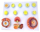 LBYLYH Embryo Befruchtung und frühen Embryo-Entwicklung Modell Tissue Embryo Anatomie