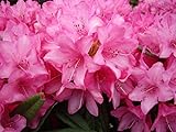 Rhododendron/Alpenrose Rosa Perle - Rhododendron makinoi Rosa Perle