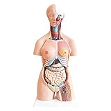 UIGJIOG Torso Anatomie-Modell, 85cm Anatomisches medizinisches Torso Modell 33 Teile, 33'Lebensformat-Modell mit abnehmbaren Organen für Klasse, Studenten, Unterrichtsvorräte