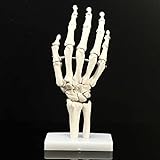 HUIGE Menschliches Handskelettmodell, Flexibles Lebensgroßes Handknochenmodell, Medizinisch-Anatomisches Handgelenkmodell, Phalanx Kann Gebogen Werden, Einschließlich Basisständer