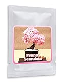 Japanische Zierkirsche/Blütenkirsche 10 Samen/Pack (Prunus serrulata) - ein rosa Blütentraum im Garten