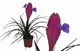 Bromelie (Tillandsia cyanea), Sorte: Anita, exotische Zimmerpflanze (1)